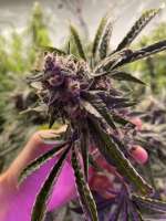 Landlocked Funk archive 2