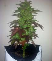 An image of Diesel Matic