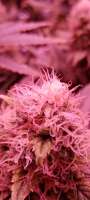 An image of Gelato