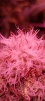 An image of Gelato