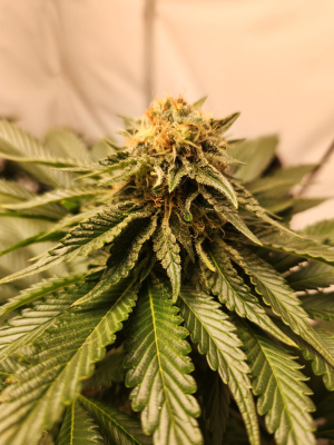 Godfather OG: strain page photo, credit seedfinder.eu, copyright status shown with credit copyright unverified