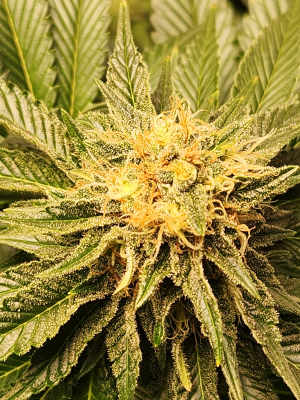 Godfather OG: strain page photo, credit seedfinder.eu, copyright status shown with credit copyright unverified