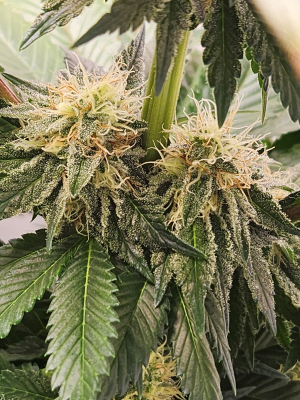 An image of Godfather OG