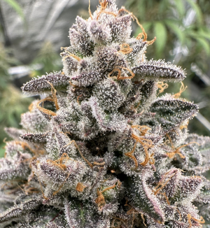 An image of Maui Waui