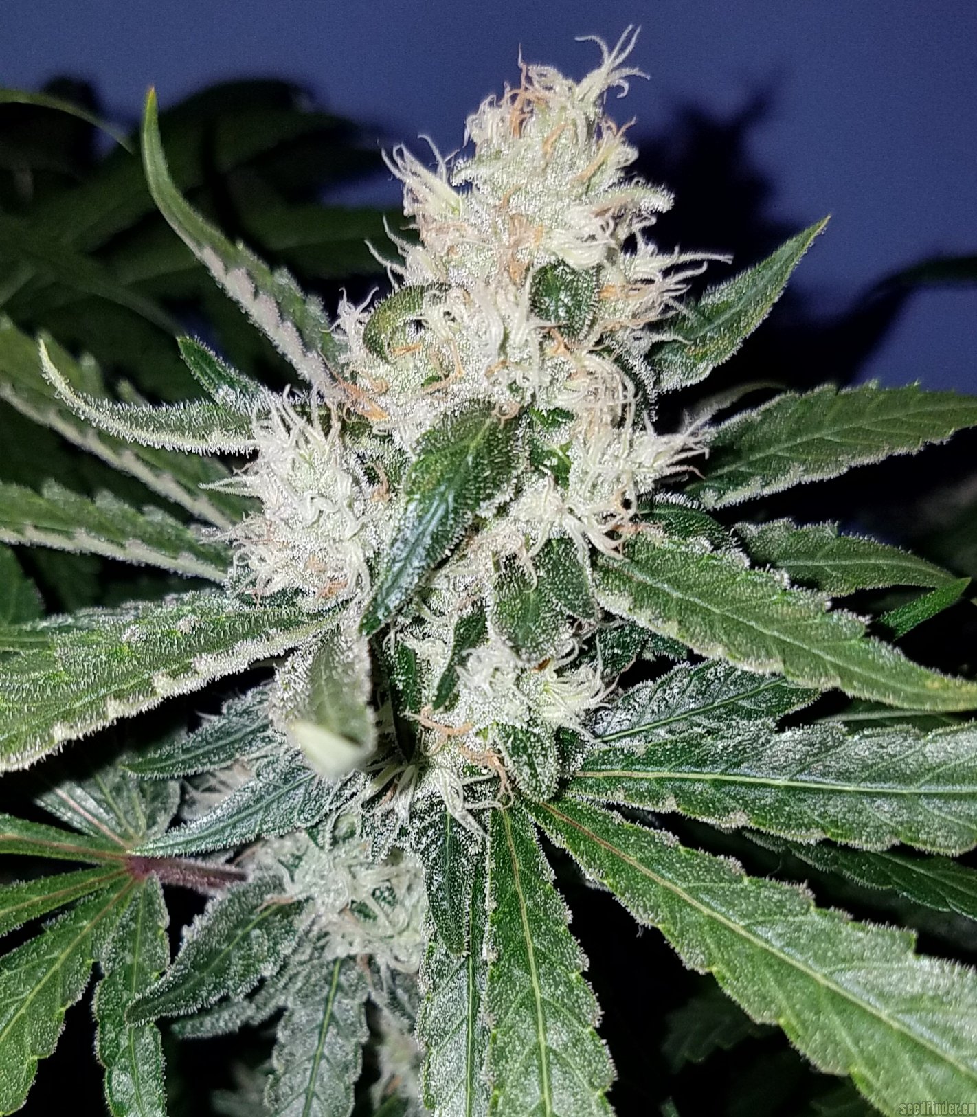 Santa Muerte flowering cannabis, as labeled by the cited photo source