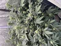 Zoap: strain page photo, credit seedfinder.eu, copyright status shown with credit copyright unverified
