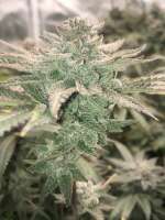 Grape Cream Cake: strain page photo, credit seedfinder.eu, copyright status shown with credit copyright unverified