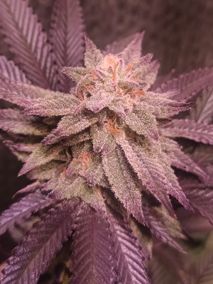 An image of Grape Rips