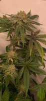 Black Triangle: strain page photo, credit seedfinder.eu, copyright status shown with credit copyright unverified