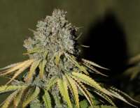 Deep Line Alchemy 4 archive 1