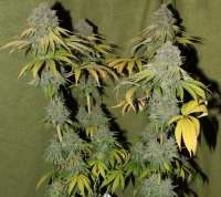 Deep Line Alchemy 4 archive 2