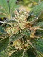 An image of Granola Funk