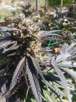 Jabba's Stash archive 2