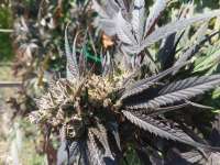 Jabba's Stash archive 1