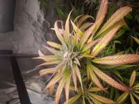 Mango Hashplant archive 1