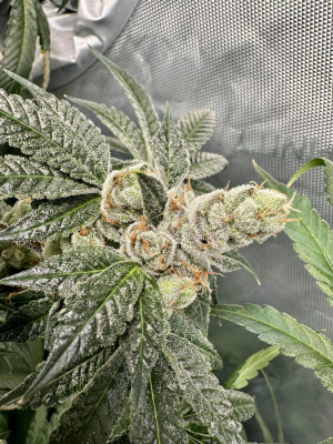 An image of Sour Diesel x 88G13HP