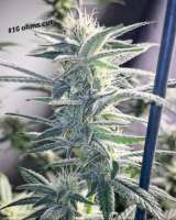 Sunshine Daydream: strain page photo, credit seedfinder.eu, copyright status shown with credit copyright unverified