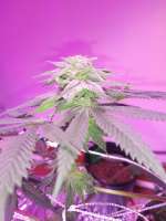 Sunshine Daydream: strain page photo, credit seedfinder.eu, copyright status shown with credit copyright unverified