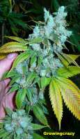 An image of Sunshine Daydream