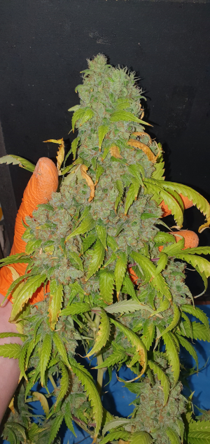 An image of Medical Kosher Ghost