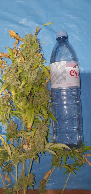 An image of Medical Kosher Ghost
