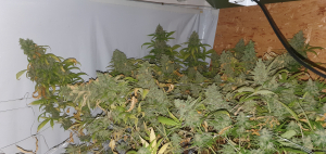 An image of Medical Kosher Ghost