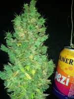 An image of Cherry Bomb Auto