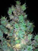 An image of Cherry Bomb Auto
