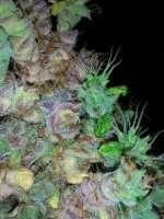 An image of Cherry Bomb Auto
