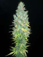 An image of Cherry Bomb Auto