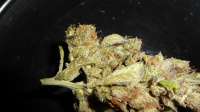 An image of Gorilla Bomb