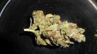 An image of Gorilla Bomb
