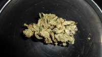 An image of Gorilla Bomb