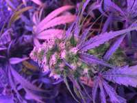 Thc Bomb: strain page photo, credit seedfinder.eu, copyright status shown with credit copyright unverified