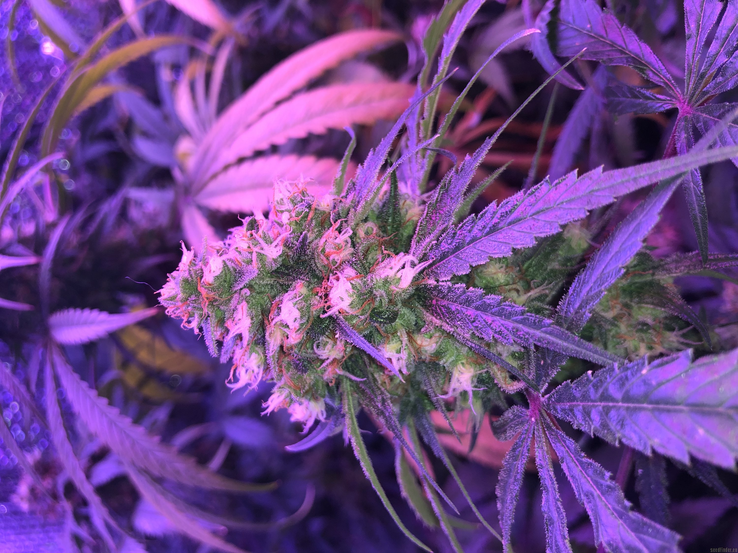 THC Bomb flowering cannabis, as labeled by the cited image source