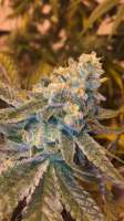 Thc Bomb: strain page photo, credit seedfinder.eu, copyright status shown with credit copyright unverified
