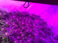 Thc Bomb: strain page photo, credit seedfinder.eu, copyright status shown with credit copyright unverified