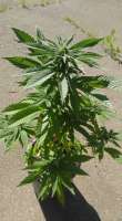An image of Redwood Kush