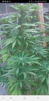 An image of Royal GWAV OG