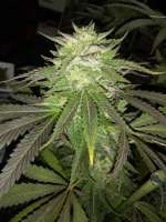 An image of Royal GWAV OG