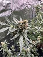 Abominable Cookie Monster archive 0