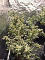 Abominable Cookie Monster archive 1