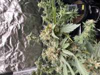 Abominable Cookie Monster archive 2