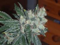 An image of Mad Kush