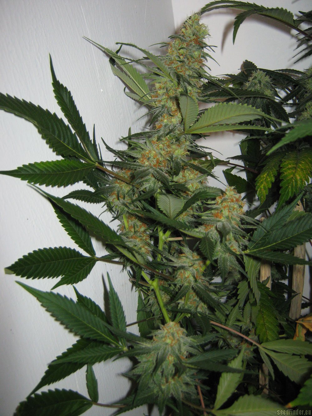 Apollo 11 flowering cannabis, as labeled by the cited photo source