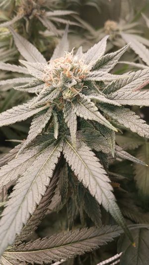 An image of G13 Genius