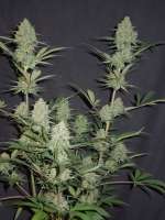 Princess Haze (Brothers Grimm) :: Cannabis Strain Info :: SeedFinder.eu