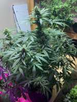 Queen of Soul archive 1