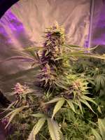 Queen of Soul archive 2