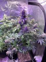 Queen of Soul archive 4